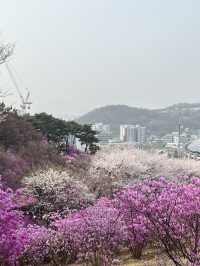 🌸이번년도 봄에는 부천 진달래꽃동산에서 진달래꽃 구경🌸