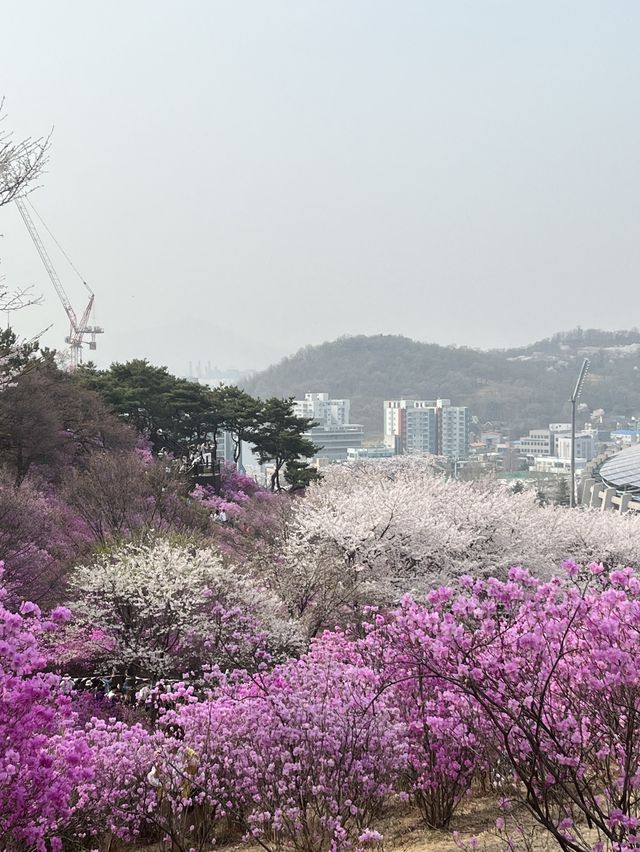 🌸이번년도 봄에는 부천 진달래꽃동산에서 진달래꽃 구경🌸
