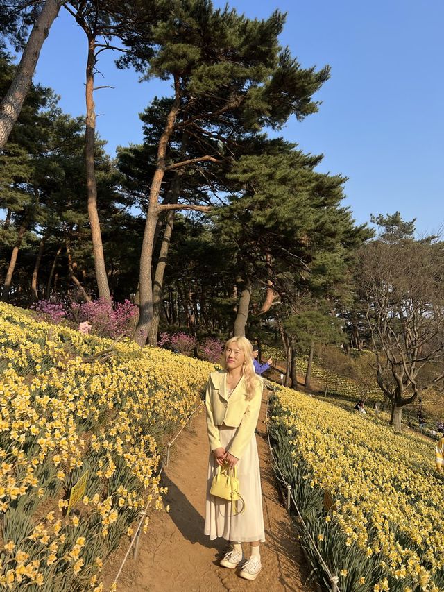 수선화 가득한 서산 유기방가옥💛