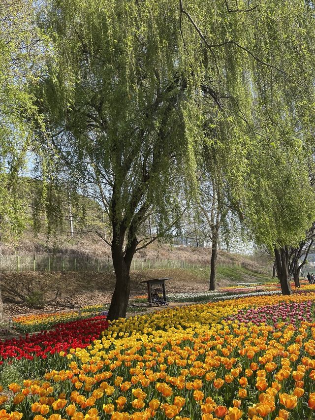 아침산책으로 추천하는 튤립 꽃밭🌷용비아래쉼터🌷