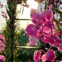 TheBloomingOrchids