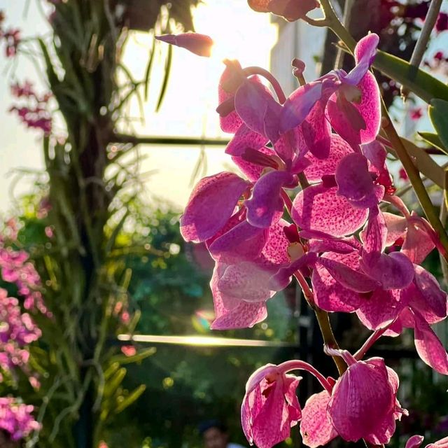 TheBloomingOrchids