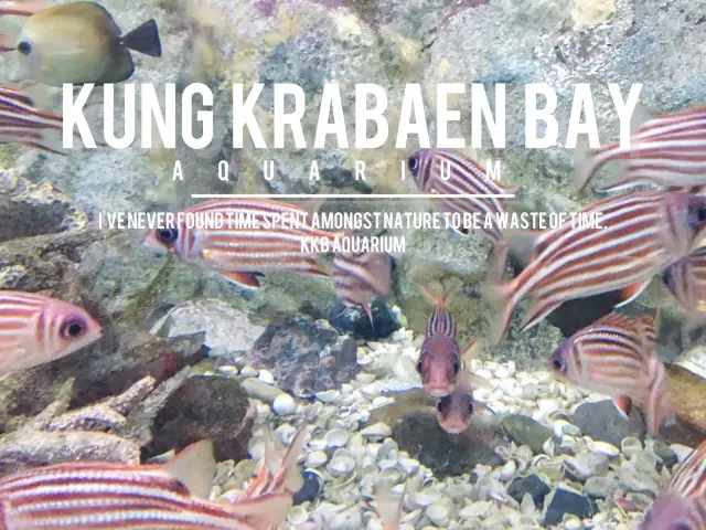 KKB Aquarium 🐟
