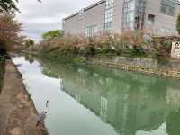 京都　京都観光　2023年平安神宮の桜！