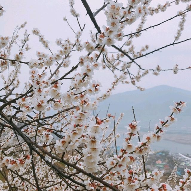 整個山頭真的狀觀和很美💮👍光陽梅花村