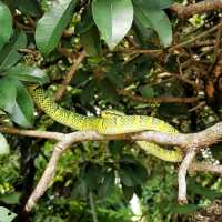 Amazing Snake Temple in Penang