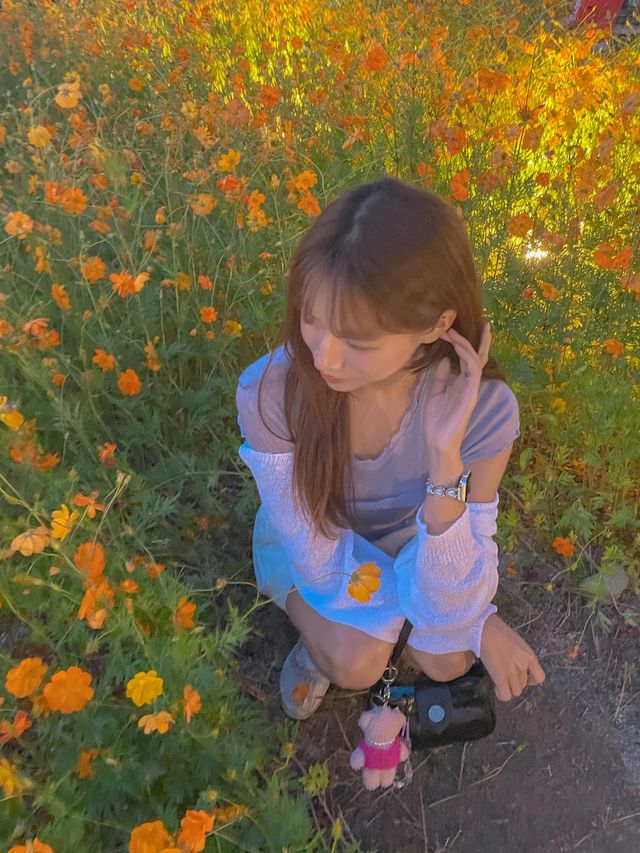 지금 꼭 가야하는 코스모스 스팟💛
