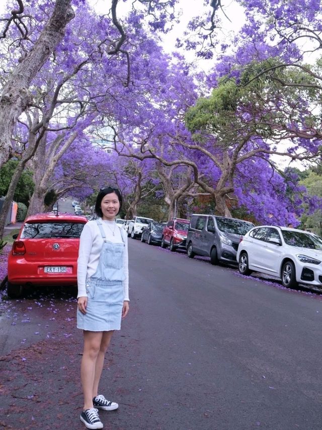 澳洲悉尼絕美打卡藍花楹隧道