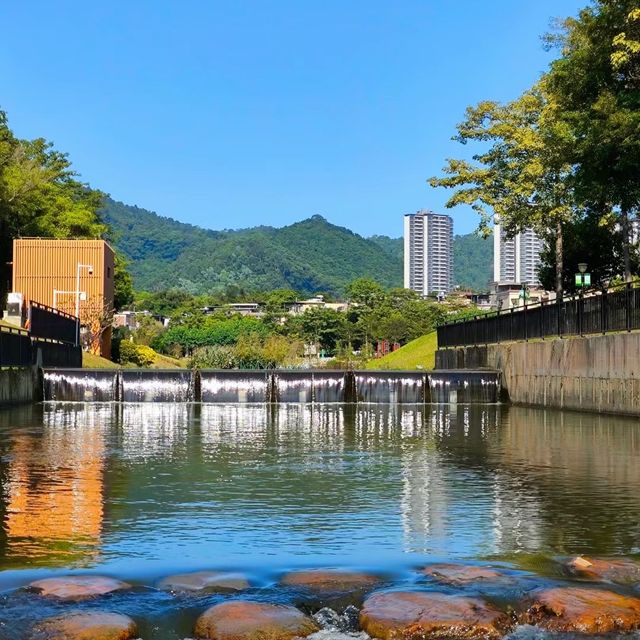 向日葵畑 🌻🌞燦爛陽光下的黃金海洋🌅🌻
