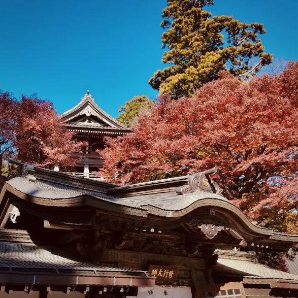 東京紅葉實況