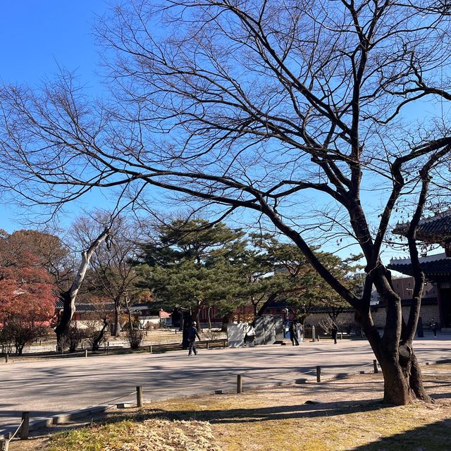 23년 마지막 자유관람, 우리의 역사가 담긴 창덕궁 비원을 보고 오다