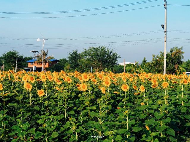 ทุ่งทานตะวัน ปทุมธานี เข้าชมฟรี 