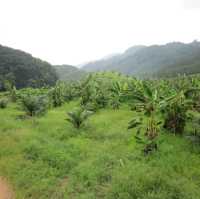 Phuket Ethical Elephant Sanctuary 