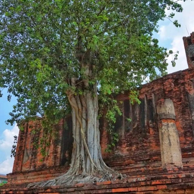 The beautiful temples in Ayutthaya