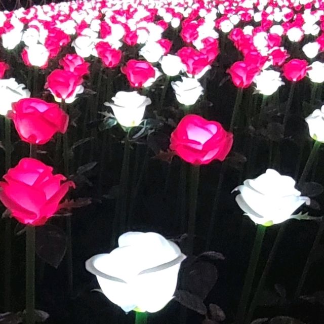 ✨LED夢幻玫瑰花海🌹添馬公園✨