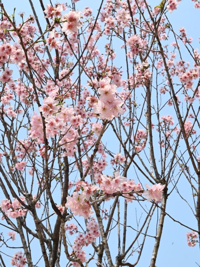 春臨櫻綻—香港賞櫻好去處 春臨櫻綻—香港賞櫻好去處