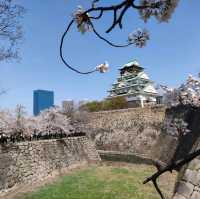 【大阪】大阪城西の丸庭園の桜🌸