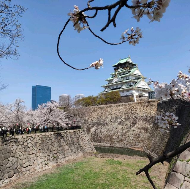 【大阪】大阪城西の丸庭園の桜🌸