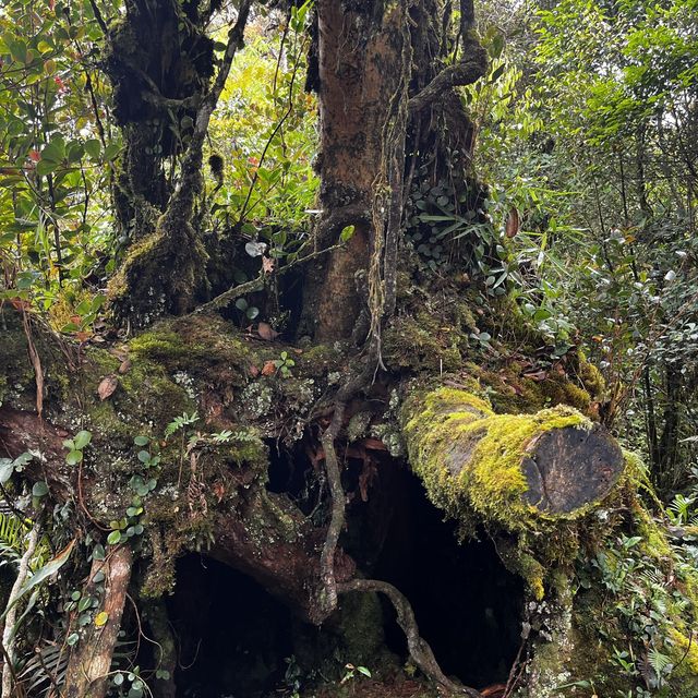 Breathe in fresh air at Mossy Forest Cameron 