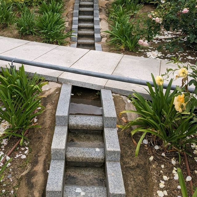中之島バラ園、散り始めた薔薇も有り、それはそれで風情が有って良い。