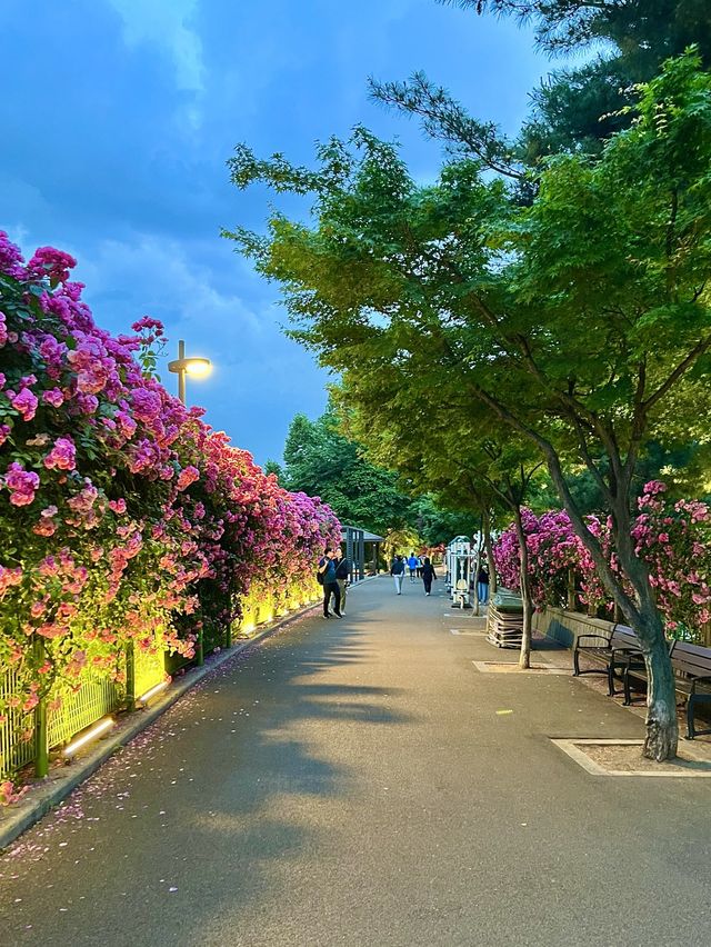 5.15KM의 국내 최대 규모의 장미터널로 초대합니다 :)