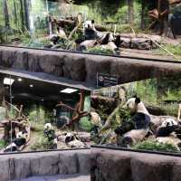 Beautiful Ueno Zoo and Giant Pandas