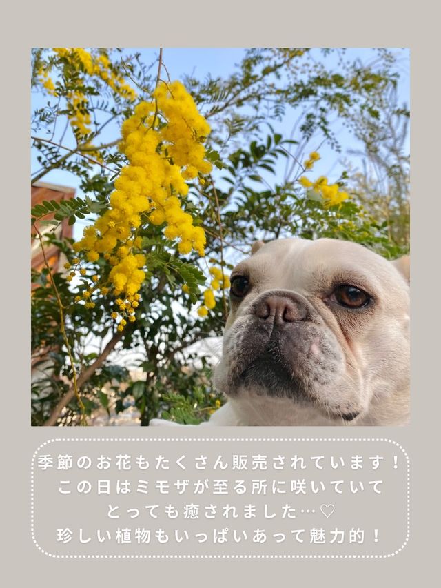 【川崎】インスタ映え抜群なお花屋さん🌼