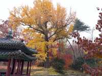 🍁 Seoul Beautiful in Fall 🍁