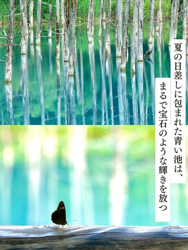 【美瑛/青い池と白ひげの滝】北海道の絶景ログVol.6