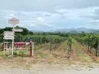 🇹🇭葡萄酒莊園🍇🍷