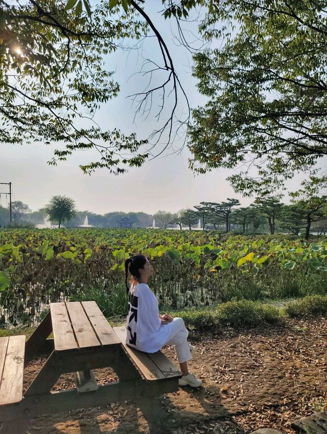 부여의 대표적 관광지 연꽃천국 궁남지🪷
