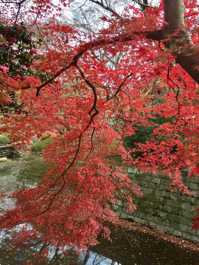 奈良公園賞楓🍁看鹿🦌