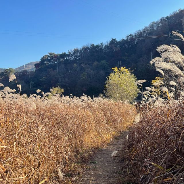 Dayang South Korea in Autumn