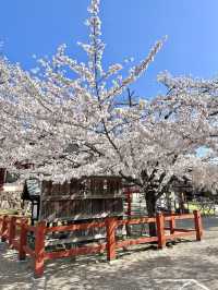 ศาลเจ้าน้ำแข็งไส Himuro Jinja Shrine, Nara