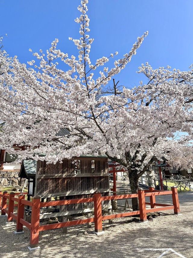 ศาลเจ้าน้ำแข็งไส Himuro Jinja Shrine, Nara