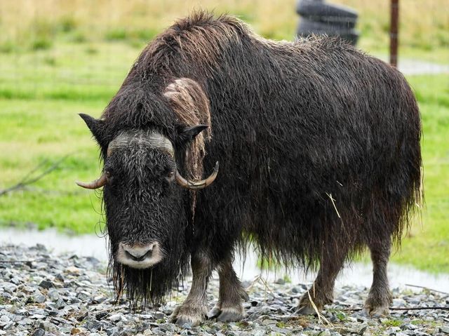 Amazing day at the Alaska Wild Life adventure