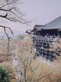 🇯🇵日本京都景點 X 清水寺👣終於看到歷經三年的整修完畢的清水寺！