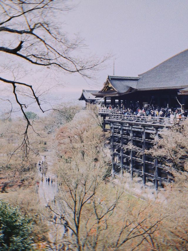 🇯🇵日本京都景點 X 清水寺👣終於看到歷經三年的整修完畢的清水寺！