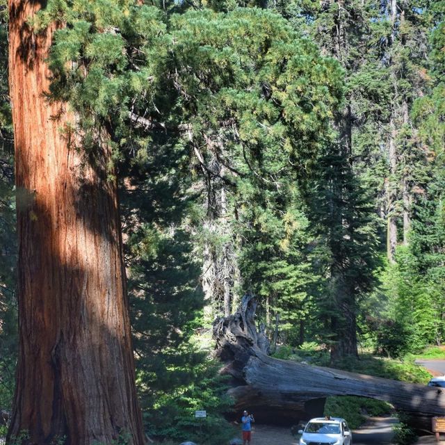 【2024】Sequoia National Park：紅杉國家公園，自然景觀，拍照好去處