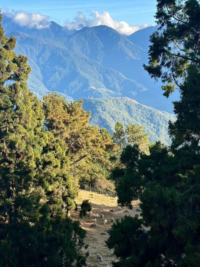 清境農場：台灣高山美景與休閒度假的完美組合🌄🐏