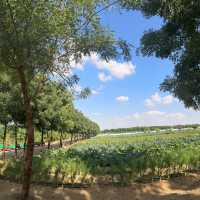 A Whole Family Day in Emirates Bio Farm