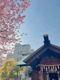 【東京】桜とミモザのコラボ🌸もふもふに癒されたい人集まれー!!