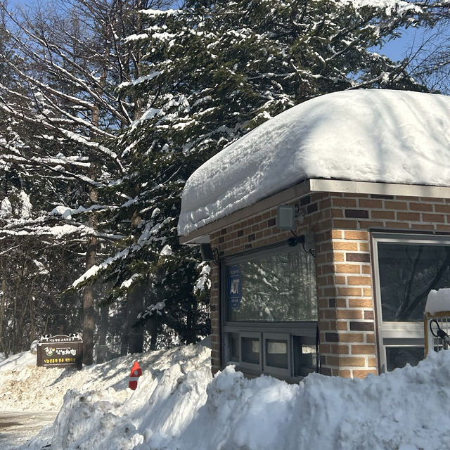삿포로 느낌 가득한 강원도 삼양 라운드힐 ❄️