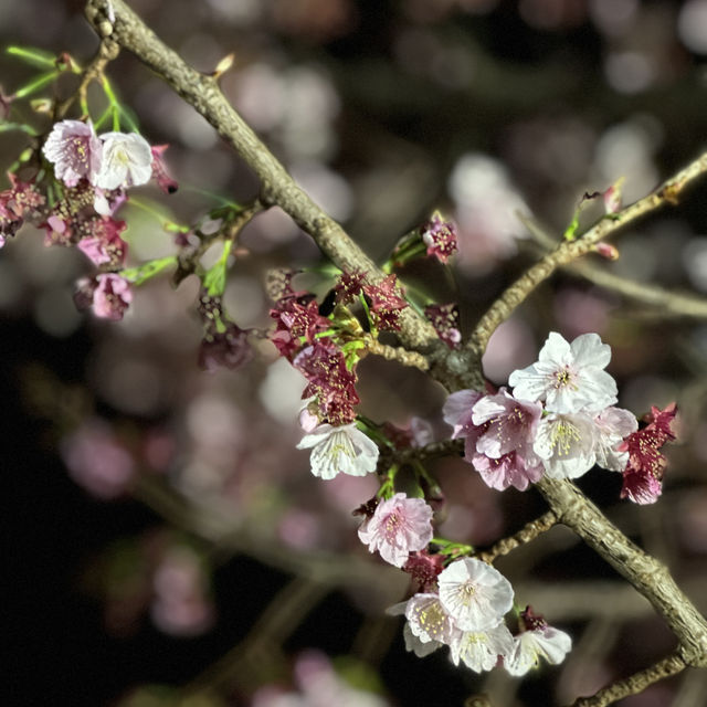 日本東京近郊｜熱海夜櫻及定期花火大會🌸