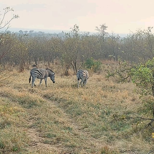 kruger safari 