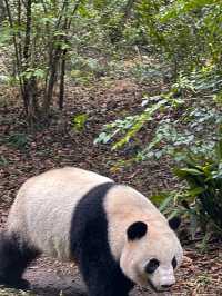 🐼 เยือนถิ่นแพนด้ายักษ์ 🐼 ‘เฉิงตู’ 🇨🇳