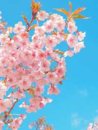 【淡路島】一年中お花が咲く美しい公園⛲️