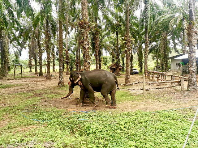 Krabi Elephant Heaven