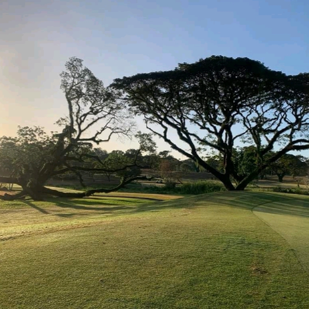 Mimosa plus golf course, a beautiful and shady golf course, beautiful fairways, good atmosphere, suitable for golfers who want to go to new places, lots of Koreans, Japanese, Koreans, foreigners, good-natured staff, caddies with many years of work experience can take good care of you, food and drink services, free shuttle service to nearby hotels, Questplus hotel in Mabalacat, Luzon, Iceland, Philippines #fly to Hong Kong