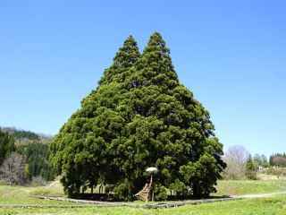 【山形】在稻田中央發現龍貓！！